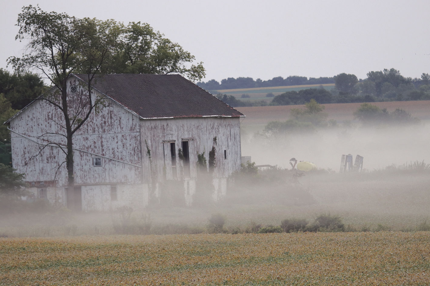 Morning mist